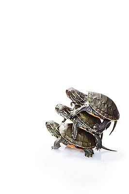 포토 JPG 스튜디오촬영 동물 백그라운드 파충류 실내 세마리 사람없음 옆모습 거북이 흰배경 업기 국내포토 뷰포인트 모션 3 내부 흰색 파일형식