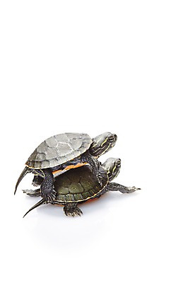 포토 JPG 스튜디오촬영 동물 백그라운드 두마리 파충류 실내 사람없음 거북이 흰배경 업기 국내포토 2 모션 내부 흰색 파일형식