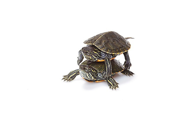 포토 JPG 스튜디오촬영 동물 백그라운드 두마리 파충류 실내 사람없음 거북이 흰배경 업기 국내포토 2 모션 내부 흰색 파일형식