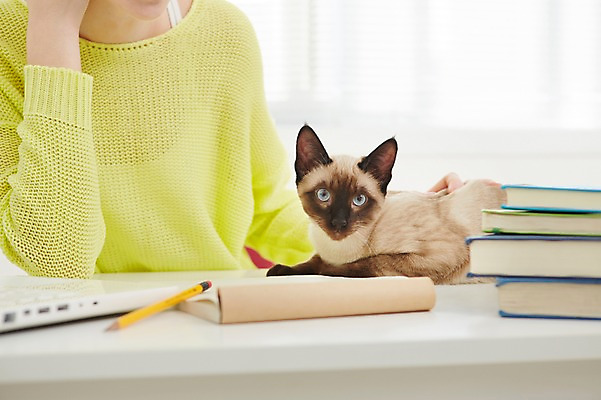 포토 JPG 스튜디오촬영 서양인 외국인 동물 한마리 우먼라이프 라이프스타일 여자 모션 휴식 실내 한명 사람 앉기 20대 성인 책 반려동물 연필 고양이 책상 반려 청년만 청년여자만 청년여자한명만 성인여자한명만 쓰다듬기 국내포토 1 가구 컨셉 포유류 학용품 인종 청년 내부 생활 필기구 여자만 여자한명만 성인여자만 성인만 파일형식