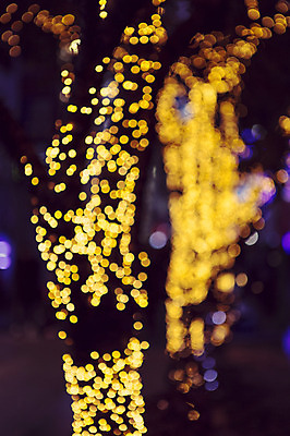 포토 JPG 나무 배경화면 야경 조명 사람없음 야외 장식 빛 소프트포커스 신비 보케 감성 국내포토 식물 컨셉 촬영기법 야간 파일형식 풍경_경치