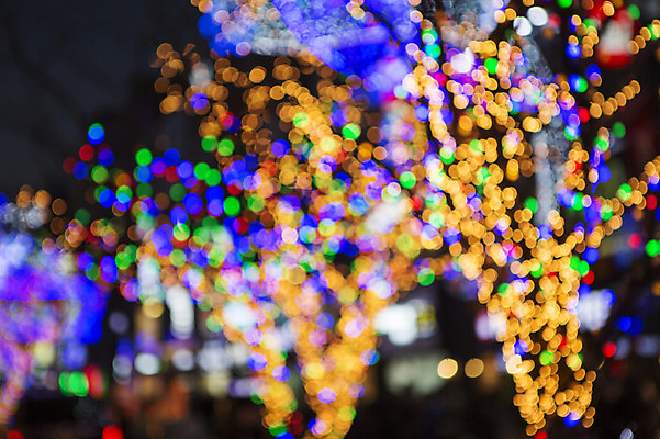 포토 JPG 나무 배경화면 야경 조명 거리 사람없음 야외 장식 빛 소프트포커스 신비 보케 감성 부산 국내포토 식물 컨셉 한국 촬영기법 야간 파일형식 풍경_경치