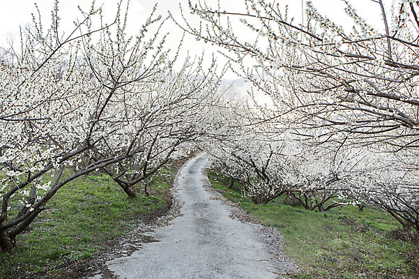 포토 JPG 주간 나무 식물 계절 길 배경화면 백그라운드 자연 풍경 잔디 사람없음 야외 봄 전라남도 매화 매화나무 광양 국내포토 자연요소 꽃 전라도 생태계 파일형식