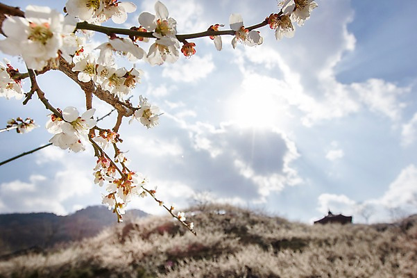 포토 JPG 주간 나무 식물 구름 계절 배경화면 백그라운드 자연 하늘 풍경 사람없음 야외 아웃포커스 맑음 봄 전라남도 매화 매화나무 광양 국내포토 자연요소 꽃 날씨 촬영기법 전라도 생태계 파일형식