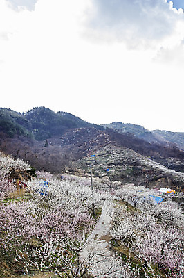포토 JPG 주간 나무 식물 구름 계절 백그라운드 자연 하늘 산 풍경 사람없음 야외 봄 전라남도 매화 매화나무 광양 국내포토 자연요소 꽃 전라도 생태계 파일형식