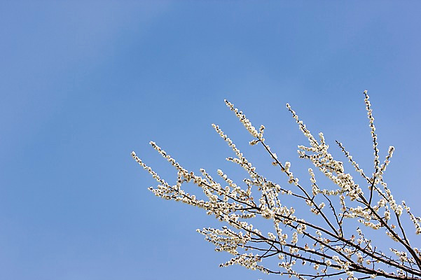 포토 JPG 주간 나무 식물 계절 로우앵글 백그라운드 자연 하늘 풍경 사람없음 야외 봄 전라남도 매화 매화나무 광양 국내포토 자연요소 꽃 뷰포인트 전라도 생태계 파일형식