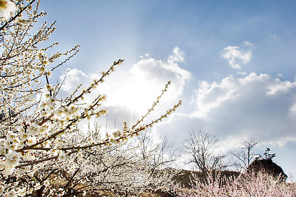 포토 JPG 주간 나무 식물 구름 계절 배경화면 백그라운드 자연 하늘 풍경 사람없음 야외 맑음 봄 전라남도 매화 매화나무 광양 국내포토 자연요소 꽃 날씨 전라도 생태계 파일형식
