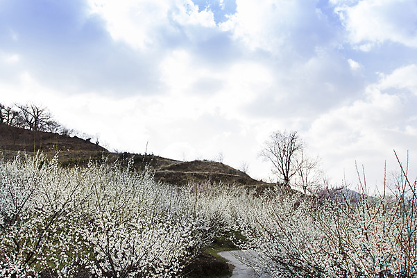 포토 JPG 주간 나무 식물 구름 계절 배경화면 백그라운드 자연 하늘 풍경 사람없음 야외 맑음 봄 전라남도 매화 매화나무 광양 국내포토 자연요소 꽃 날씨 전라도 생태계 파일형식