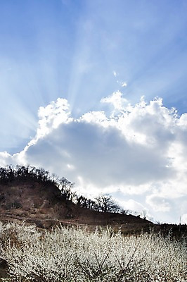 포토 JPG 주간 나무 식물 구름 계절 백그라운드 자연 하늘 풍경 사람없음 야외 맑음 봄 전라남도 매화 매화나무 광양 국내포토 자연요소 꽃 날씨 전라도 생태계 파일형식