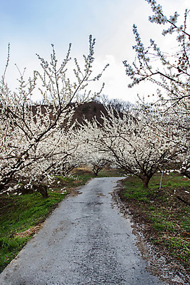 포토 JPG 주간 나무 식물 구름 계절 백그라운드 자연 하늘 풍경 사람없음 야외 봄 전라남도 매화 매화나무 광양 국내포토 자연요소 꽃 전라도 생태계 파일형식