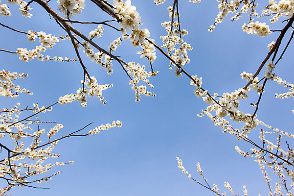 포토 JPG 주간 나무 식물 구름 계절 로우앵글 배경화면 백그라운드 자연 하늘 풍경 사람없음 야외 봄 전라남도 매화 매화나무 광양 국내포토 자연요소 꽃 뷰포인트 전라도 생태계 파일형식