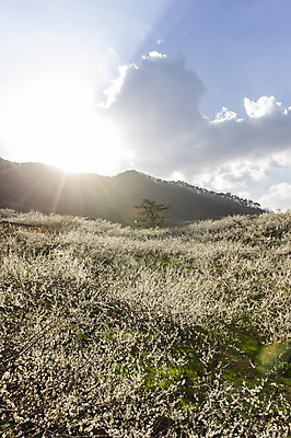 포토 JPG 주간 나무 식물 구름 계절 백그라운드 자연 하늘 풍경 사람없음 야외 맑음 봄 전라남도 매화 매화나무 광양 국내포토 자연요소 꽃 날씨 전라도 생태계 파일형식