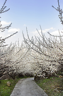 포토 JPG 주간 나무 식물 구름 계절 백그라운드 자연 하늘 풍경 사람없음 야외 봄 산책로 전라남도 매화 매화나무 광양 국내포토 자연요소 꽃 길 전라도 생태계 파일형식