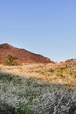 포토 JPG 주간 나무 식물 계절 백그라운드 자연 하늘 산 풍경 사람없음 야외 봄 전라남도 매화 매화나무 광양 국내포토 자연요소 꽃 전라도 생태계 파일형식