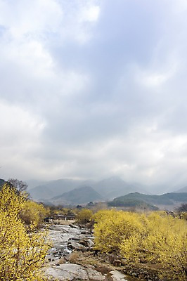 포토 JPG 주간 나무 식물 구름 계절 백그라운드 자연 하늘 산 풍경 사람없음 야외 물 맑음 봄 개울 전라남도 구례 산수유 국내포토 자연요소 꽃 날씨 강 전라도 생태계 파일형식