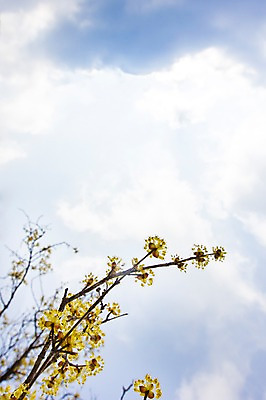 포토 JPG 주간 나무 식물 구름 계절 로우앵글 백그라운드 자연 하늘 풍경 사람없음 야외 아웃포커스 맑음 봄 전라남도 구례 산수유 국내포토 자연요소 꽃 뷰포인트 날씨 촬영기법 전라도 생태계 파일형식