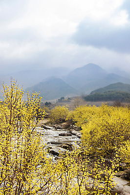 포토 JPG 주간 나무 식물 구름 계절 백그라운드 자연 하늘 산 풍경 사람없음 야외 물 맑음 봄 안개 개울 전라남도 구례 산수유 국내포토 자연요소 꽃 날씨 강 전라도 생태계 파일형식
