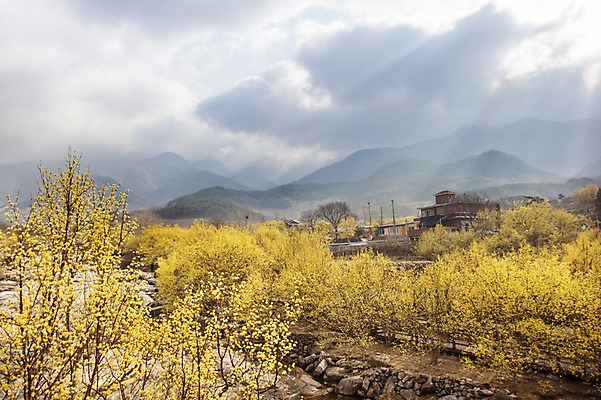 포토 JPG 주간 나무 식물 구름 계절 백그라운드 자연 하늘 주택 풍경 사람없음 야외 건물 물 햇빛 맑음 봄 개울 전라남도 구례 산수유 국내포토 자연요소 건축물 꽃 날씨 강 태양 전라도 생태계 파일형식