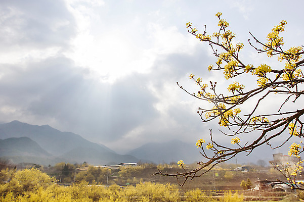 포토 JPG 주간 나무 식물 구름 계절 백그라운드 자연 하늘 산 풍경 사람없음 야외 봄 전라남도 구례 산수유 국내포토 자연요소 꽃 전라도 생태계 파일형식