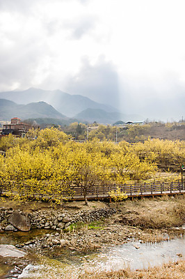 포토 JPG 주간 나무 식물 구름 계절 백그라운드 자연 하늘 산 주택 풍경 사람없음 야외 물 봄 개울 전라남도 구례 산수유 국내포토 자연요소 꽃 건물 강 전라도 생태계 파일형식