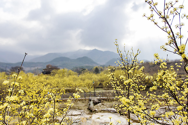 포토 JPG 주간 나무 식물 구름 계절 백그라운드 자연 하늘 산 풍경 사람없음 야외 아웃포커스 봄 전라남도 구례 산수유 국내포토 자연요소 꽃 촬영기법 전라도 생태계 파일형식
