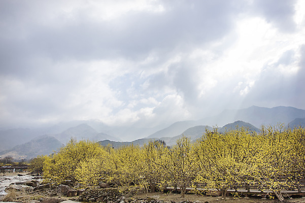 포토 JPG 주간 나무 식물 구름 계절 백그라운드 자연 하늘 산 풍경 사람없음 야외 물 봄 개울 전라남도 구례 산수유 국내포토 자연요소 꽃 강 전라도 생태계 파일형식