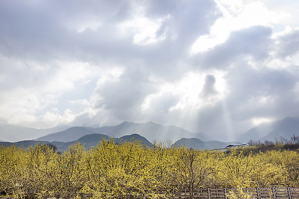 포토 JPG 주간 나무 식물 구름 계절 백그라운드 자연 하늘 산 풍경 사람없음 야외 햇빛 봄 전라남도 구례 산수유 빛무리 국내포토 자연요소 꽃 빛 태양 전라도 생태계 파일형식