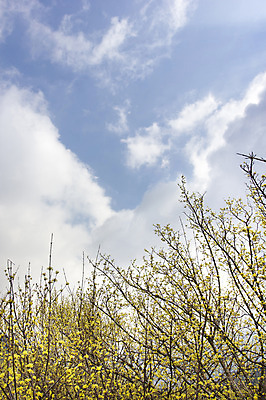 포토 JPG 주간 나무 식물 구름 계절 로우앵글 백그라운드 자연 하늘 풍경 사람없음 야외 맑음 봄 전라남도 구례 산수유 국내포토 자연요소 꽃 뷰포인트 날씨 전라도 생태계 파일형식