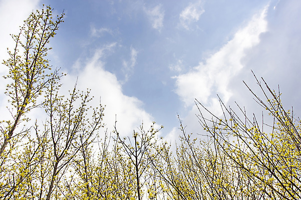 포토 JPG 주간 나무 식물 구름 계절 로우앵글 백그라운드 자연 하늘 풍경 사람없음 야외 맑음 봄 전라남도 구례 산수유 국내포토 자연요소 꽃 뷰포인트 날씨 전라도 생태계 파일형식