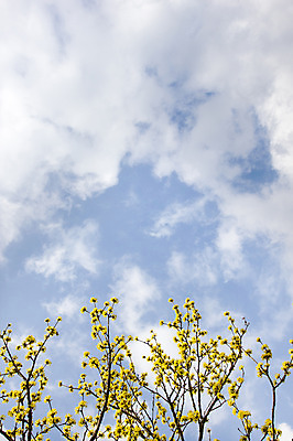 포토 JPG 주간 나무 식물 구름 계절 백그라운드 자연 하늘 풍경 사람없음 야외 맑음 봄 전라남도 구례 산수유 국내포토 자연요소 꽃 날씨 전라도 생태계 파일형식