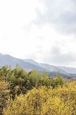 포토 JPG 주간 나무 식물 구름 계절 백그라운드 자연 하늘 산 풍경 사람없음 야외 봄 전라남도 구례 산수유 국내포토 자연요소 꽃 전라도 생태계 파일형식