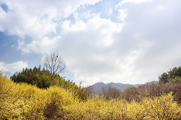 포토 JPG 주간 나무 식물 구름 계절 백그라운드 자연 하늘 산 풍경 사람없음 야외 맑음 봄 전라남도 구례 산수유 국내포토 자연요소 꽃 날씨 전라도 생태계 파일형식