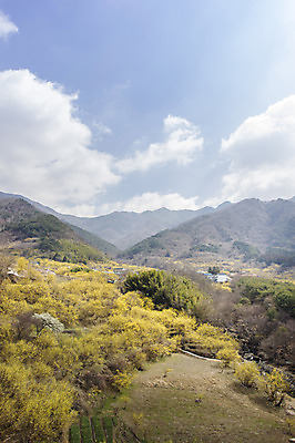 포토 JPG 주간 나무 식물 구름 계절 백그라운드 자연 하늘 산 풍경 사람없음 야외 맑음 봄 전라남도 구례 산수유 국내포토 자연요소 꽃 날씨 전라도 생태계 파일형식