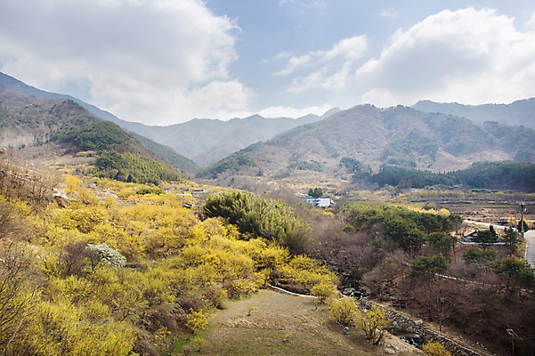 포토 JPG 주간 나무 식물 구름 계절 백그라운드 자연 하늘 산 풍경 사람없음 야외 맑음 봄 전라남도 구례 산수유 국내포토 자연요소 꽃 날씨 전라도 생태계 파일형식