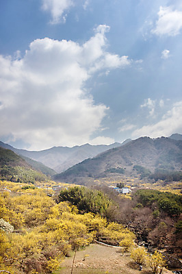 포토 JPG 주간 나무 식물 구름 계절 백그라운드 자연 하늘 산 풍경 사람없음 야외 맑음 봄 전라남도 구례 산수유 국내포토 자연요소 꽃 날씨 전라도 생태계 파일형식