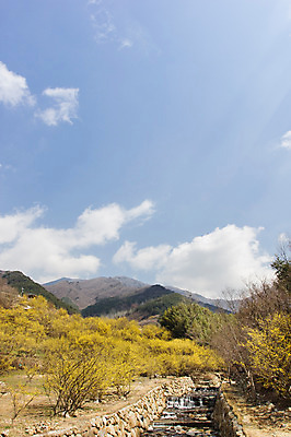 포토 JPG 주간 나무 식물 구름 계절 백그라운드 자연 하늘 산 풍경 사람없음 야외 물 맑음 봄 개울 전라남도 구례 산수유 국내포토 자연요소 꽃 날씨 강 전라도 생태계 파일형식