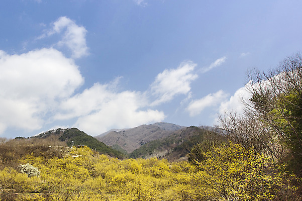 포토 JPG 주간 나무 식물 구름 계절 배경화면 백그라운드 자연 하늘 산 풍경 사람없음 야외 맑음 봄 전라남도 구례 산수유 국내포토 자연요소 꽃 날씨 전라도 생태계 파일형식