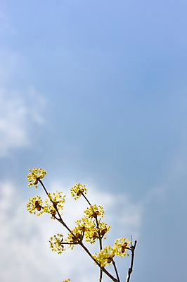포토 JPG 주간 나무 식물 구름 계절 로우앵글 백그라운드 자연 하늘 풍경 사람없음 야외 아웃포커스 맑음 봄 전라남도 구례 산수유 국내포토 자연요소 꽃 뷰포인트 날씨 촬영기법 전라도 생태계 파일형식