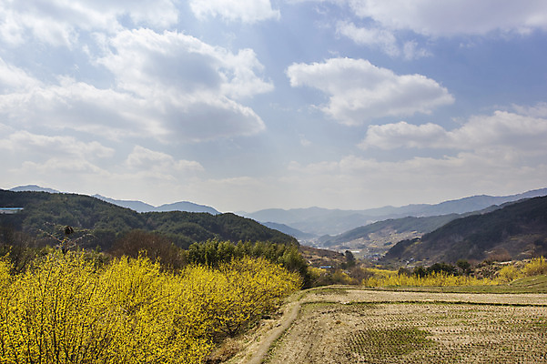 포토 JPG 주간 나무 식물 구름 계절 배경화면 백그라운드 자연 하늘 산 풍경 사람없음 야외 맑음 봄 전라남도 구례 산수유 국내포토 자연요소 꽃 날씨 전라도 생태계 파일형식