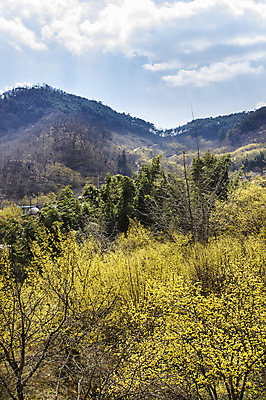 포토 JPG 주간 나무 식물 구름 계절 백그라운드 자연 하늘 산 풍경 사람없음 야외 맑음 봄 전라남도 구례 산수유 국내포토 자연요소 꽃 날씨 전라도 생태계 파일형식