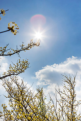 포토 JPG 주간 나무 식물 구름 계절 백그라운드 자연 하늘 풍경 사람없음 야외 맑음 봄 전라남도 구례 산수유 국내포토 자연요소 꽃 날씨 전라도 생태계 파일형식