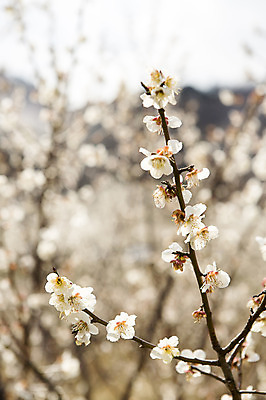 포토 JPG 주간 나무 식물 계절 꽃 백그라운드 자연 풍경 사람없음 야외 아웃포커스 봄 나뭇가지 전라남도 매화 광양 국내포토 자연요소 촬영기법 전라도 생태계 파일형식