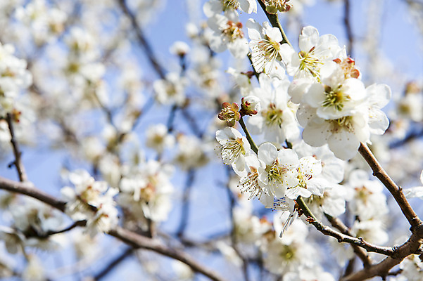 포토 JPG 주간 나무 식물 계절 꽃 배경화면 백그라운드 자연 풍경 사람없음 야외 아웃포커스 봄 나뭇가지 전라남도 매화 광양 국내포토 자연요소 촬영기법 전라도 생태계 파일형식