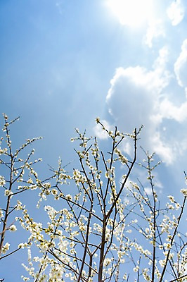포토 JPG 주간 나무 식물 구름 계절 꽃 백그라운드 자연 하늘 풍경 사람없음 야외 봄 나뭇가지 전라남도 매화 광양 국내포토 자연요소 전라도 생태계 파일형식