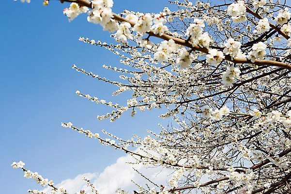 포토 JPG 주간 나무 식물 구름 계절 꽃 백그라운드 자연 하늘 풍경 사람없음 야외 봄 나뭇가지 전라남도 매화 광양 국내포토 자연요소 전라도 생태계 파일형식