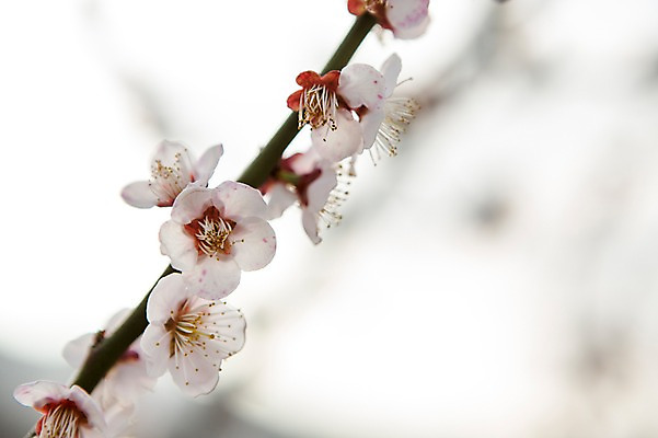 포토 JPG 주간 나무 식물 계절 꽃 백그라운드 자연 풍경 사람없음 야외 아웃포커스 봄 나뭇가지 전라남도 매화 광양 국내포토 자연요소 촬영기법 전라도 생태계 파일형식