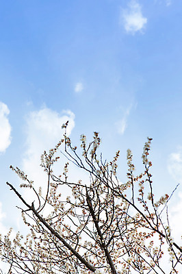 포토 JPG 주간 나무 식물 구름 계절 꽃 백그라운드 자연 하늘 풍경 사람없음 야외 봄 나뭇가지 전라남도 매화 광양 국내포토 자연요소 전라도 생태계 파일형식