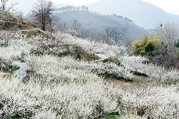 포토 JPG 주간 나무 식물 계절 꽃 백그라운드 자연 산 풍경 사람없음 야외 봄 나뭇가지 전라남도 매화 광양 국내포토 자연요소 전라도 생태계 파일형식