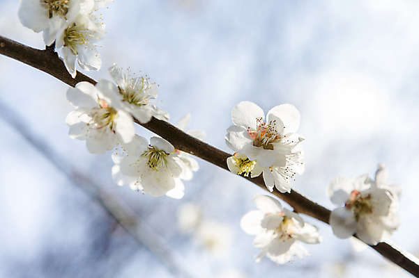 포토 JPG 주간 나무 식물 계절 꽃 백그라운드 자연 풍경 사람없음 야외 아웃포커스 봄 나뭇가지 전라남도 매화 광양 국내포토 자연요소 촬영기법 전라도 생태계 파일형식