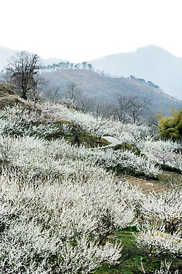 포토 JPG 주간 나무 식물 계절 꽃 백그라운드 자연 산 풍경 사람없음 야외 봄 나뭇가지 전라남도 매화 광양 국내포토 자연요소 전라도 생태계 파일형식